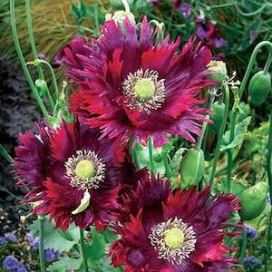 50+ Drama Queen poppy Seeds / Papaver somniferum / English Garden / Flowers / Cottage Flowers / Wildflowers
