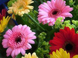 PLANTA GERBERA: Cuidados y Significado Flower Delivery