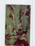 Postcard Lily-of-the-Valley (Convallaria Majalis)
