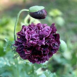 50+ seeds / Black peony poppy / Papaver Somniferum / Cottage Garden Flower / (G17)