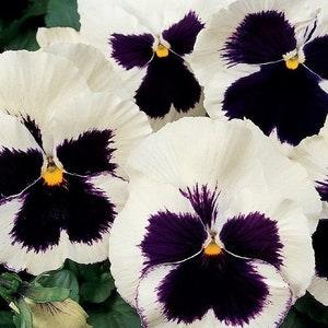 50 Pcs Pansy Swiss Giant Silverbride Flower Seeds- VIOLA WITTROCKIANA- Stunning Biennial-FL404