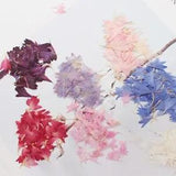 20pcs Pressed Dried Centaurea Cyanus L. Flower Plants Herbarium For...