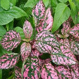 20+  Hypoestes Pink Polka Dot Flower seeds-Hypoestes Sanguinolenta-B256