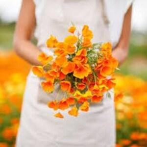 California Poppy SEEDS huge heads cut flowers bouquet florist Urban Food forest/garden