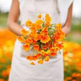 California Poppy SEEDS huge heads cut flowers bouquet florist Urban Food forest/garden