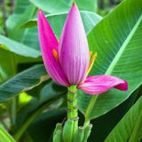 Exotic Musa Velutina Seeds (Pink Velvet Banana Seeds)