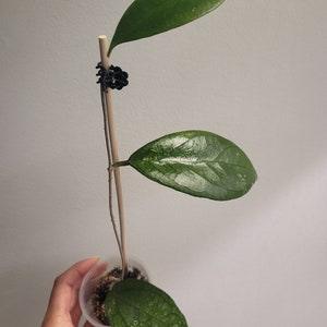Hoya tequila sunrise, rare hoya, hoya hybrid, sunstressed hoya, uncommon, veiny leaf, ship Canada wide, review FAQS, ship Canada wide