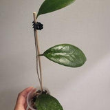 Hoya tequila sunrise, rare hoya, hoya hybrid, sunstressed hoya, uncommon, veiny leaf, ship Canada wide, review FAQS, ship Canada wide