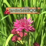 Astrantia major - Masterwort (20 seeds)