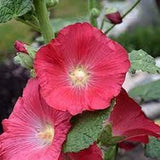 Pinkish Red WATERMELON Color Hollyhock Flower Seeds  Organic Heirloom  Fresh Seeds from summer of 2023 , Canada Seeds