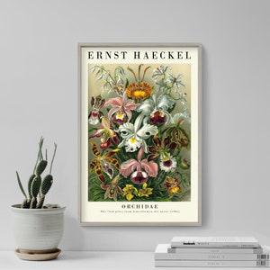 Ernst Haeckel Gallery Poster - Orchidae - Plate 74 - Art Forms in Nature (1904) - Painting Photo Print Gift Wall Home D???cor Botanical Orchid