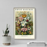 Ernst Haeckel Gallery Poster - Orchidae - Plate 74 - Art Forms in Nature (1904) - Painting Photo Print Gift Wall Home D???cor Botanical Orchid