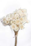 100 Stems Natural Dry Flowers Brazilian Small Star Daisy Decorative Dried White