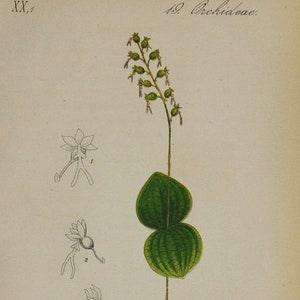 Lesser Twayblade Orchid or Heartleaf Twayblade - Listera cordata, Neottia cordata - Original Antique Botanical Print 1880s,orchidaceae,plant