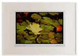 Wild Flowers Plants 013123 White Water Lily On Pads Watercolour Picture Frame