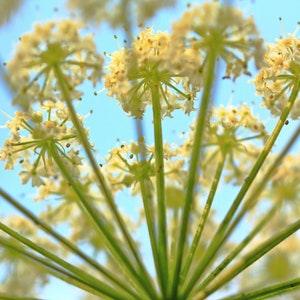 Flower Seed - Wildflower - Queen Annes Lace - Flower to Plant - Seeds and Flowers - Seeds Garden - Wlidflower Seeds - Wild Carrot