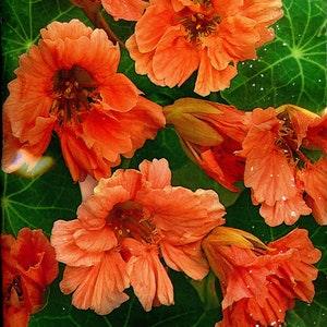 Nasturtium Flower Seeds (tropaeolum nanum) Salmon #452