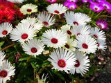 100 Gelato WHITE ICE PLANT MESEMBRYANTHEMUM DAISY Livingstone Flower Seeds