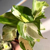 Pothos Manjula Cutting (RARE) New