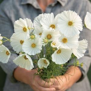 20 Cosmos White Cupcakes Flower Seeds / Cosmos bipinnatus / English Garden / Wildflowers / Cottage / Bouquet Flowers / Wedding Flowers