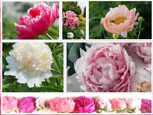 10 Peony Seeds Mix (Paeonia suffruticosa) Tree Bush Flower