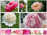 10 Peony Seeds Mix (Paeonia suffruticosa) Tree Bush Flower