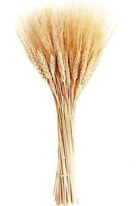 Dried Wheat Stalks 100 Stems Wheat Sheaves for Decorating Wedding Table Home Kit