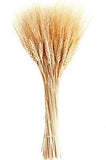 Dried Wheat Stalks 100 Stems Wheat Sheaves for Decorating Wedding Table Home Kit