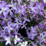 200+ Pcs Stocks Night Scented Flower Mix Seeds- Matthiola Bicornis-B261