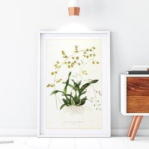 Orchid Giclee Art Print, Vintage Botanical Orchid Plant Illustration, Flower Kitchen Poster, Archival Quality Orchid Wall Art #134