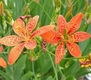 Iris Domestica / Belamcanda Chinensis 150 Seeds, Blackberry Herb or Leopard Lily