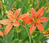 Iris Domestica / Belamcanda Chinensis 150 Seeds, Blackberry Herb or Leopard Lily