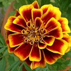 100 Organic Marigold Seeds, Bulk Seeds, Medicinal COMPANION Flower Garden Seed, Prepper Seeds, Grow Your Own Tea, FRAGRANT + BEAUTIFUL