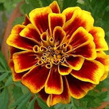 100 Organic Marigold Seeds, Bulk Seeds, Medicinal COMPANION Flower Garden Seed, Prepper Seeds, Grow Your Own Tea, FRAGRANT + BEAUTIFUL