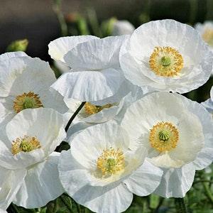 50+ seeds / Bridal Silk White Poppy Seeds / Papaver rhoeas / Shirley Poppy Flower/ cottage Garden Flower / (#S7)