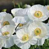50+ seeds / Bridal Silk White Poppy Seeds / Papaver rhoeas / Shirley Poppy Flower/ cottage Garden Flower / (#S7)