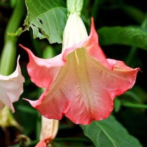 PINK ANGEL'S TRUMPET Brugmansia Exotic Huge! Angel 5 Seeds