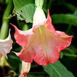 PINK ANGEL'S TRUMPET Brugmansia Exotic Huge! Angel 5 Seeds