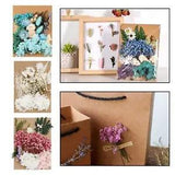 1Bag Real Dried Flowers Pressed Leaves Decorative for DIY Scrapbooking