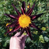 Black Orchid Dahlia Horn Skyflowers Blackflowers