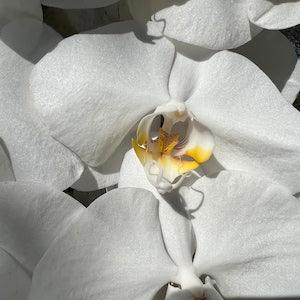 Phalaenopsis White Orchid With Yellow Center Art Print, Moth Orchids with Yellow Centers, Gift for Orchid Lovers.