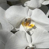 Phalaenopsis White Orchid With Yellow Center Art Print, Moth Orchids with Yellow Centers, Gift for Orchid Lovers.