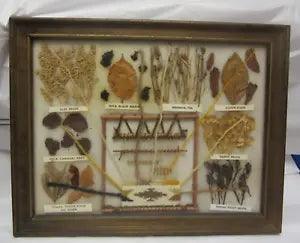 Vintage Navajo Plant Dye Chart Custom SIGNED Framed By ROSE MYERS 10 3/4X13 1/2"
