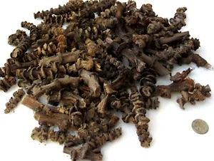 BANANA STICKS dried botanical stems floral arranging vase filler aquascape new