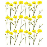 24 Pcs Buttercup with Branches Real Dried Pressed Flowers Natural for Nails