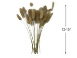 30 Pieces - 12-15" Natural Beige Bunny Tail Preserved Dried Botanical Grass Boho