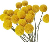Color Life 30 Stems Natural Dried Flower - Craspedia/Billy Balls