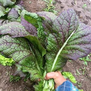 Japanese Giant Red Mustard Seeds | Red Mustard Greens | 50+ seeds | Heirloom Organic | Asian Greens ????