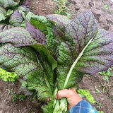 Japanese Giant Red Mustard Seeds | Red Mustard Greens | 50+ seeds | Heirloom Organic | Asian Greens ????