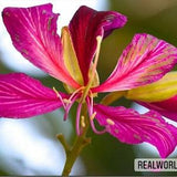 10 seeds of BAUHINIA PURPUREA- ORCHID tree - orchids - high quality seeds selected top